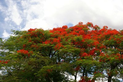 Iguasu (Brazil)