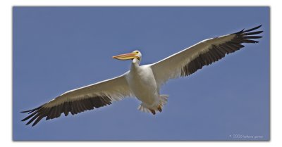 great_white_pelican_fall_2006_migratory_visit
