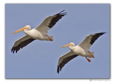 duo in flt_MG_9950 copy.jpg