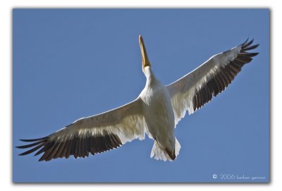 full view of underside of pelican_MG_2221 copy.jpg