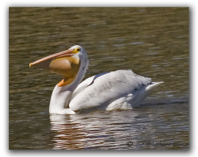mouthful of fish_MG_5068 copy.jpg