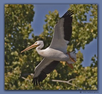 pelican descending by trees_MG_9480 copy.jpg