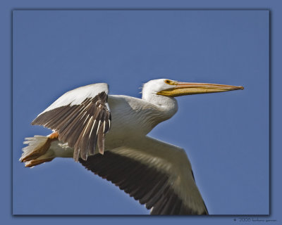 pelican half wing_MG_2208 copy.jpg