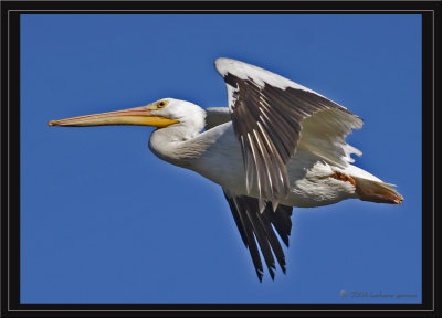 pelican in flt half wing bent _MG_7604 copy.jpg
