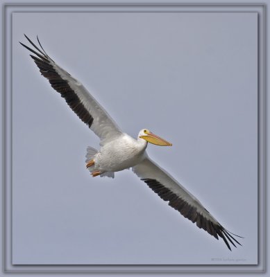right angle soaring _MG_9597 copy.jpg