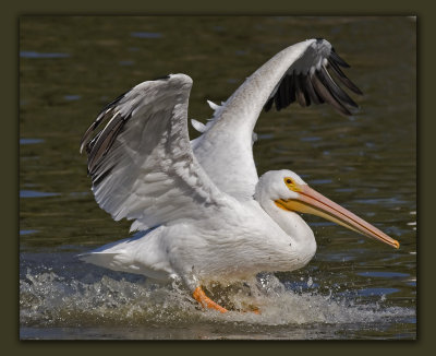skidding in landing_MG_5100 copy.jpg