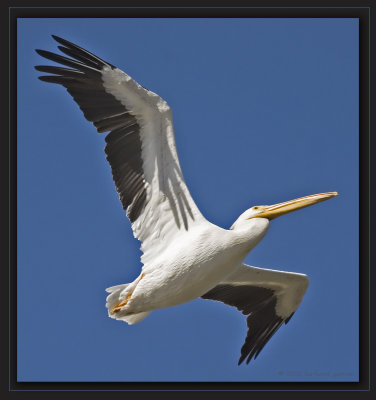 soar left wing up _MG_9230.jpg