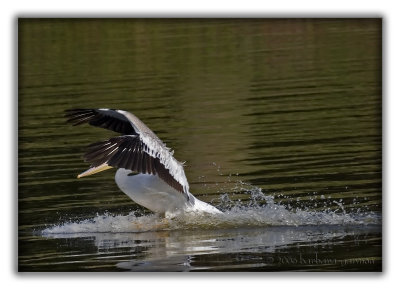 splash landing_MG_6111 copy.jpg