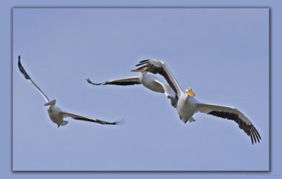 trio in flt_MG_9596 copy.jpg