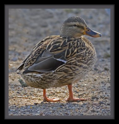 female mallard_MG_0349.jpg