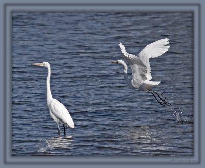 GW Egrets _MG_0258.jpg