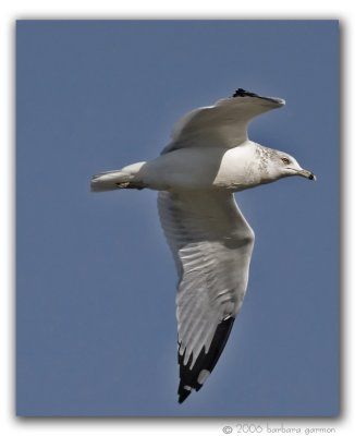gull in banking form_MG_7638 copy.jpg
