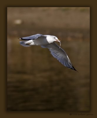 gull in flt w fish_MG_0019 copy.jpg