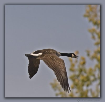 mallard in flt_MG_9430 copy.jpg