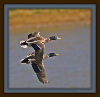 mallards in flt_MG_0477.jpg