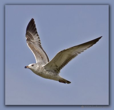 ring bill gull immature_MG_0034 copy.jpg