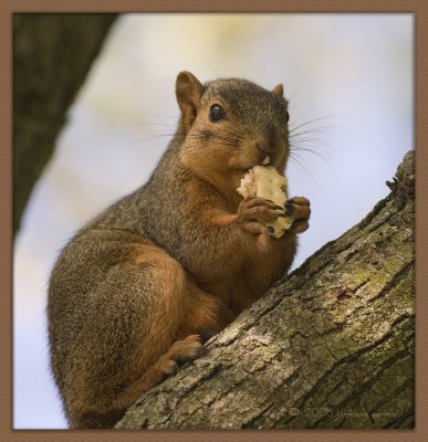 squirrel eating cracker__MG_6509 copy.jpg
