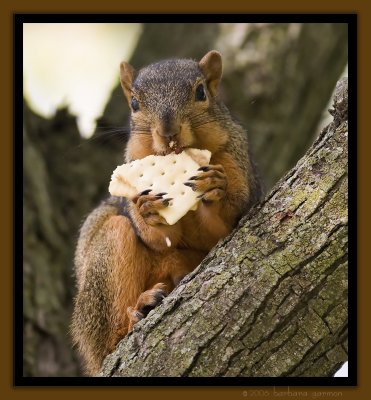 squirrel eating peanut butter cracker 1_MG_6484 copy.jpg
