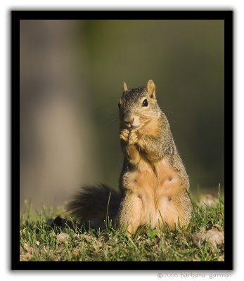 squirrel on hind legs_MG_1716.jpg