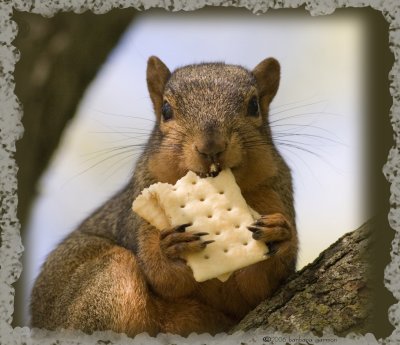 squirrel w cracker sandwich_MG_6482.jpg