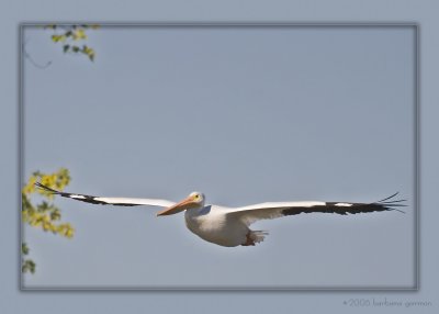gliding in for landing_MG_1056 copy.jpg