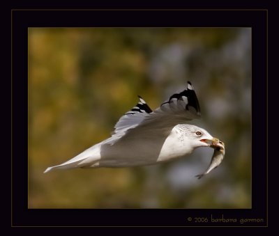 gull w fish in mouth_MG_0022 copy.jpg