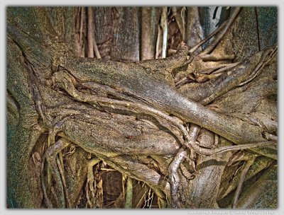 _[DETAIL] Interpretations of a local Banyan Tree
