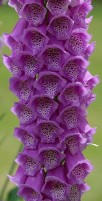 g5/54/364954/3/99115954.jNURGOYX.jpg