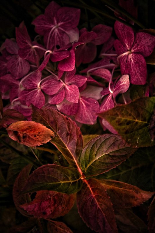 11 Oct... Autumn colours