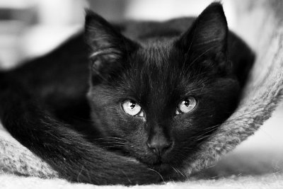 The eyes