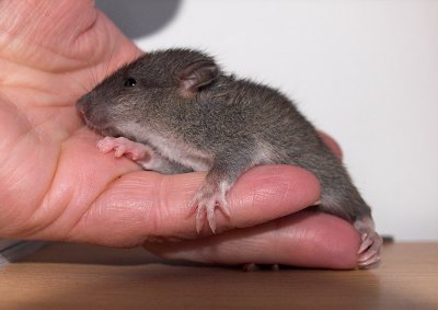 Baby rat 4