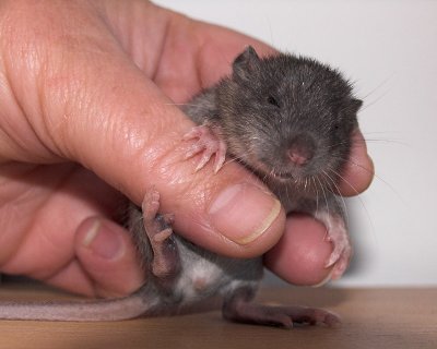 Baby rat 3
