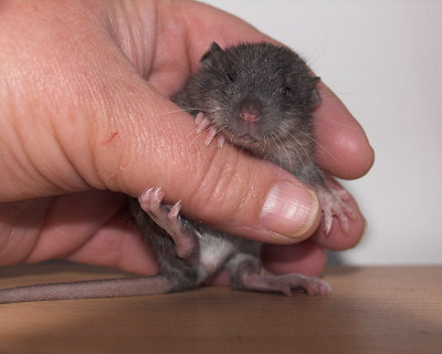 Baby rat 2