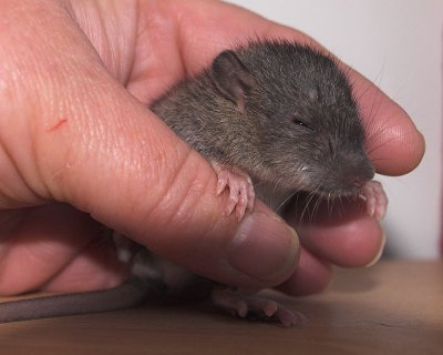 Baby rat