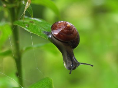 Tiny snail