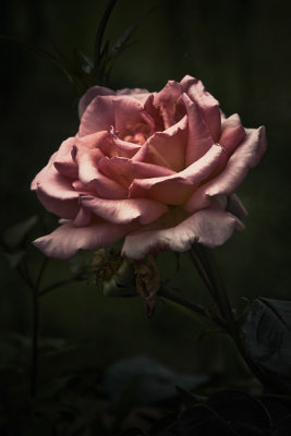 13 Jun... Old rose