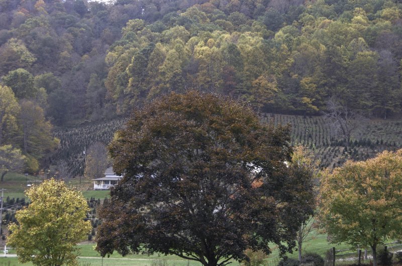 Red Maple Tree