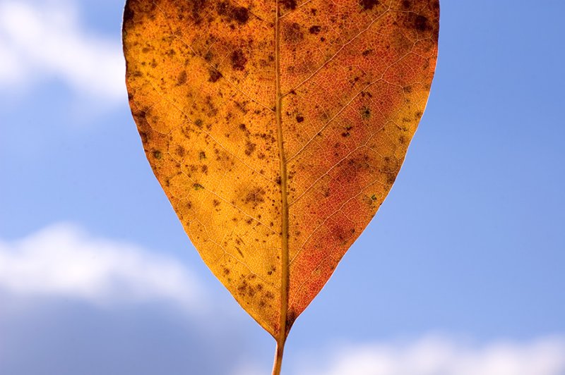 DSC_7351.2sm.jpg