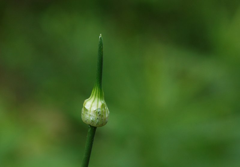 Onion_sm_07.jpg