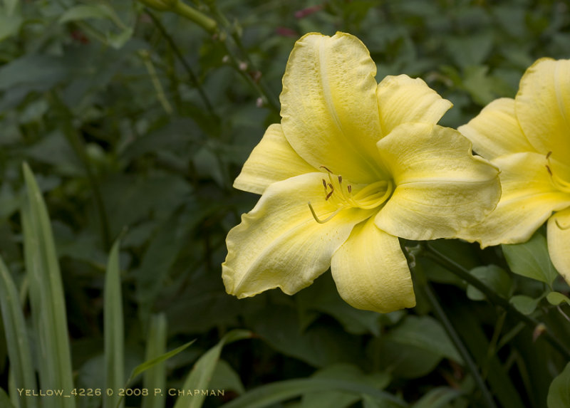 DSC_4226sm.jpg