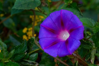 morning_glory