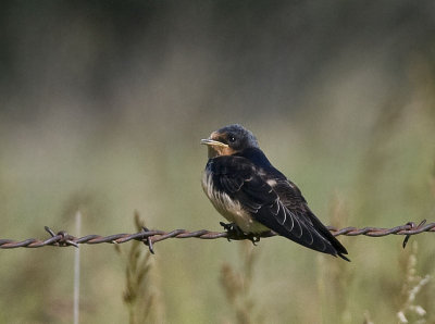 Young Barn Swallow