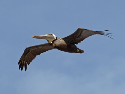 wPelican3 P7123155.jpg