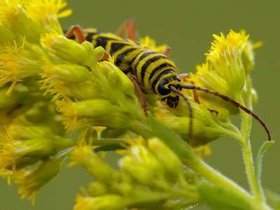 Locust Borer1
