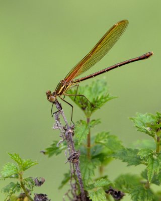 Damselfly