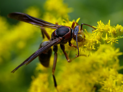 Wasp1