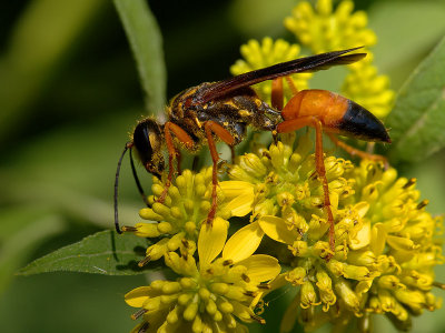 Great Golden Digger Wasp1