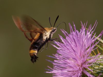 HBClearwing Moth7
