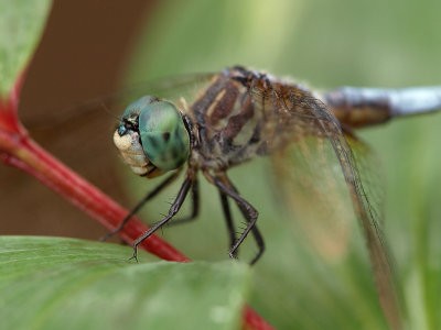 wBlue Dasher3 Male P6162538.jpg