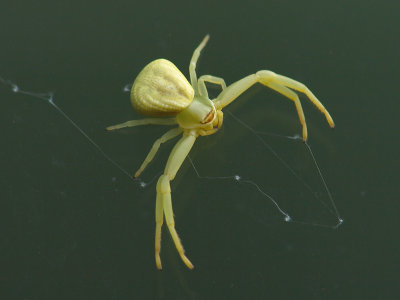 wCrab Spider1 P6302978.jpg